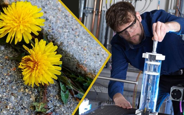 r James Le Houx looking at an experiment, and 2 yellow dandelions poking through a paving crack.